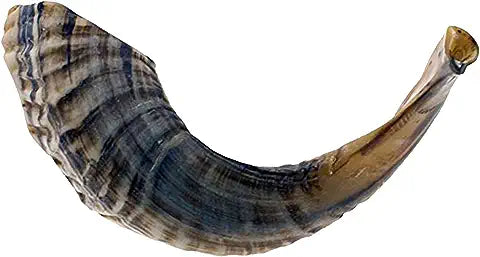 SHOFAR #8