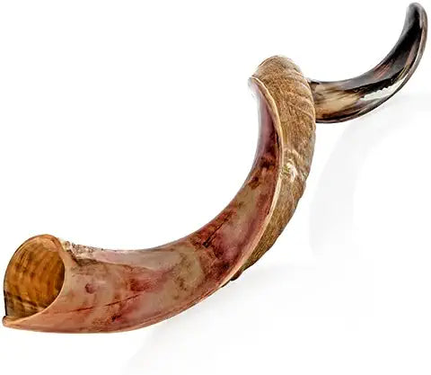 SHOFAR YEMENITE X/LARGE