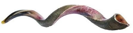 SHOFAR YEMENITE JUMBO XXL